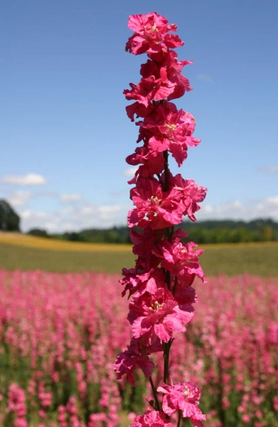 Rocket Larkspur Seeds - 500 Non-GMO Seeds, Deep Carmine Flowers, Pollinator Friendly, Delphinium ajacis