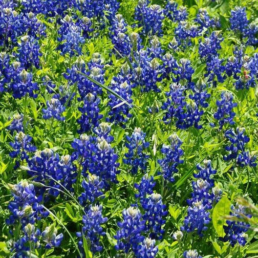 Texas Bluebonnet Seeds - 50 Heirloom Non-GMO - Lupinus texensis - Sun/Partial Shade Wildflower Garden Essentials