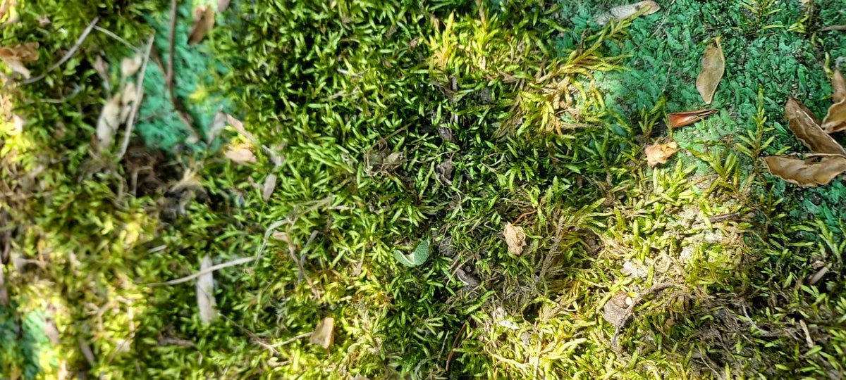 Fresh Living Sheet Moss - Maryland - Ideal for Terrariums & Bonsai - Hypnum spp. - Low Maintenance Garden Accent