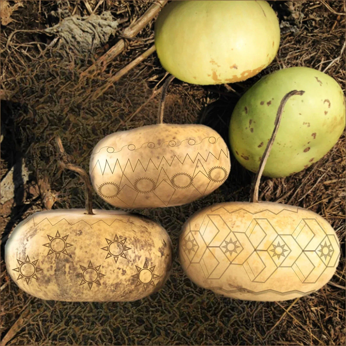 Corsican Gourd Seeds - Hard-Shelled Ornamental Gourds - Cucurbita myosuroides - Ideal for 2025 Planting