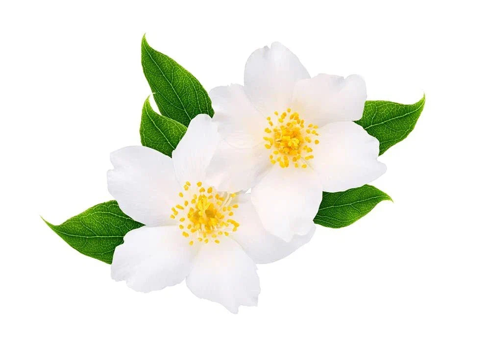 White Jasmine Tree Seeds - 25+ Seeds - Jasminum sambac - Fragrant White Flowers - Easy to Grow - Perfect for Gardeners