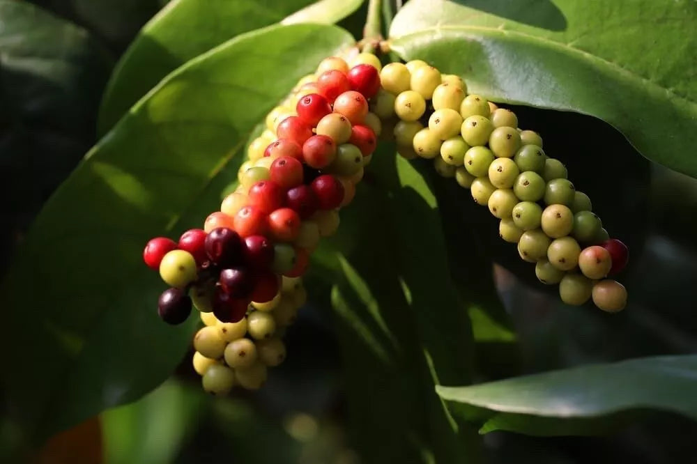 Rare Seeds 5-Pack - Bignay, Buni, Salamander Tree - Antidesma bunius - Edible Fruit Plant Seeds for Home Garden