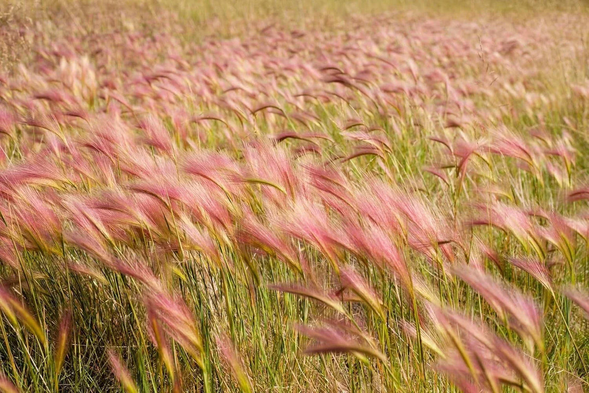 30 Squirrel Tail Grass Seeds, Hordeum jubatum, Drought Tolerant Perennial Ornamental Grass for Native Plant Garden