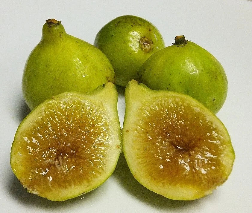 Kadota Fig Plant - Live Rooted Self-Pollinating Potted Plant - Ficus carica - Zones 7-9