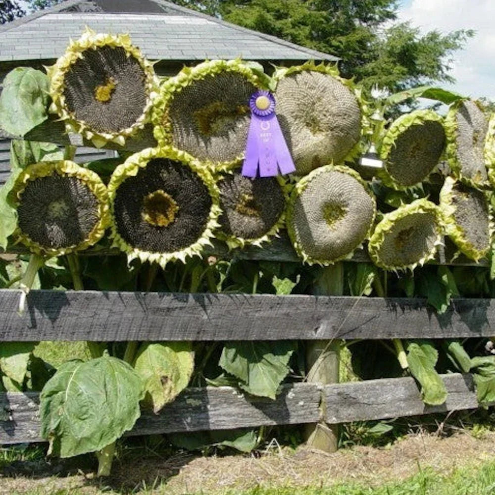Giant Mongolian Sunflower Seeds - 50 Non-GMO Seeds - Helianthus annuus - Vibrant Yellow Blooms - USA Seller