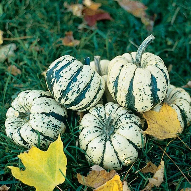 Sweet Dumpling Squash Seeds - 20 Cream & Green Seeds for Planting - Cucurbita pepo - Ideal for Small Gardens & Containers