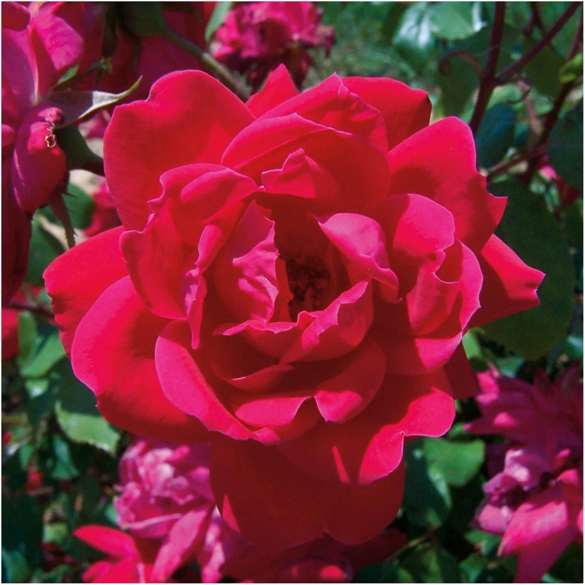 Knock Out Red Rose Bush Cuttings - 3 Unrooted 6" Live Plants - Rosa 'Knock Out' - Hardy, Low Maintenance, Vibrant Blooms