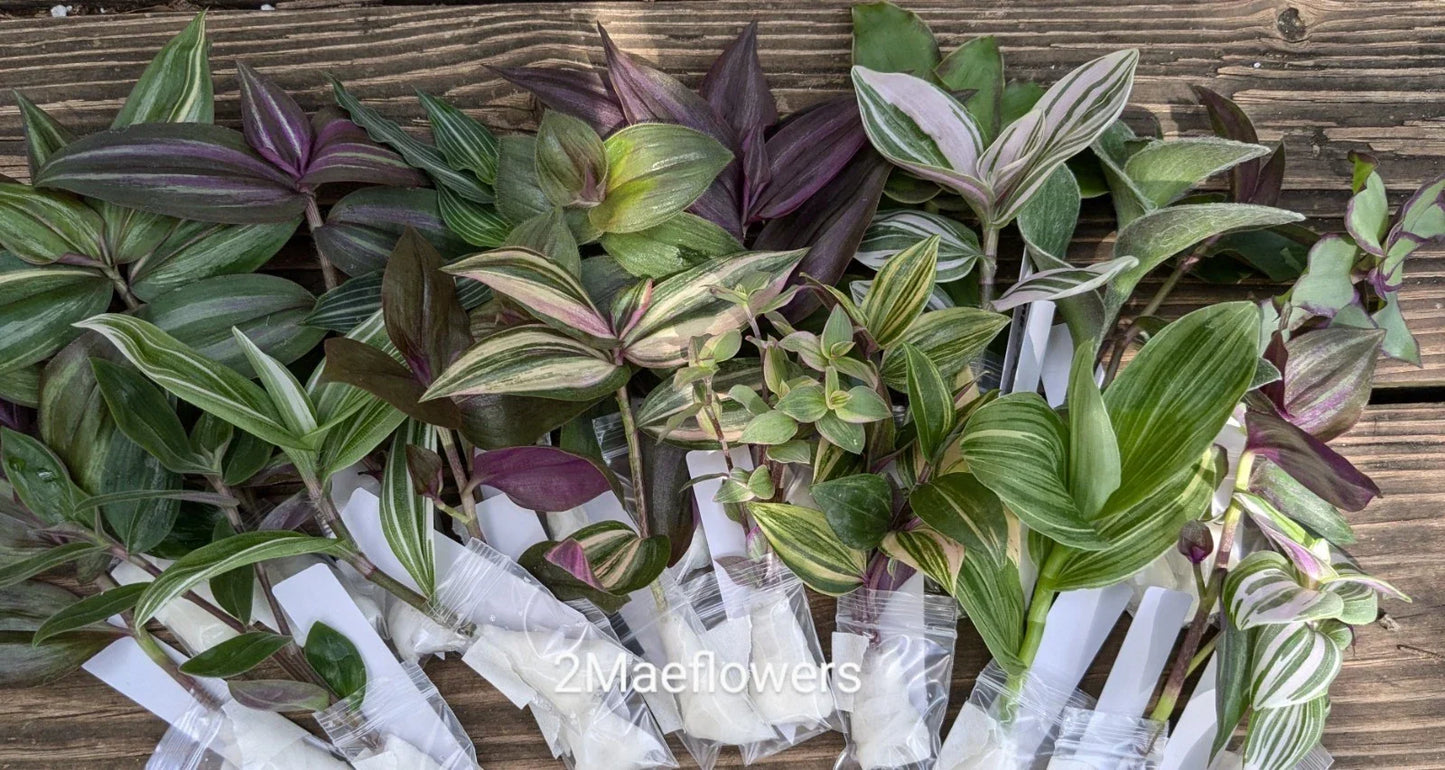 Tradescantia Cuttings - 20 Vibrant Color Mystery Cuttings - Easy to Grow Houseplants - Tradescantia spp.