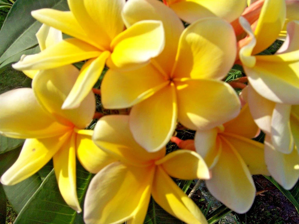 Yellow Plumeria Live Cutting - Fragrant Tropical Plant - Plumeria rubra - Easy Care for Garden or Pots