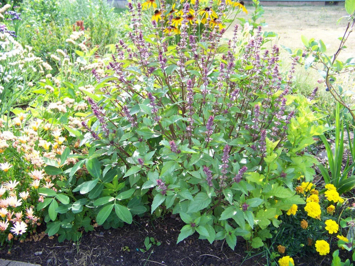 Cinnamon Basil Seeds - 225 Seeds - Ocimum basilicum 'Cinnamon' - Aromatic Culinary Herb - GroCo USA