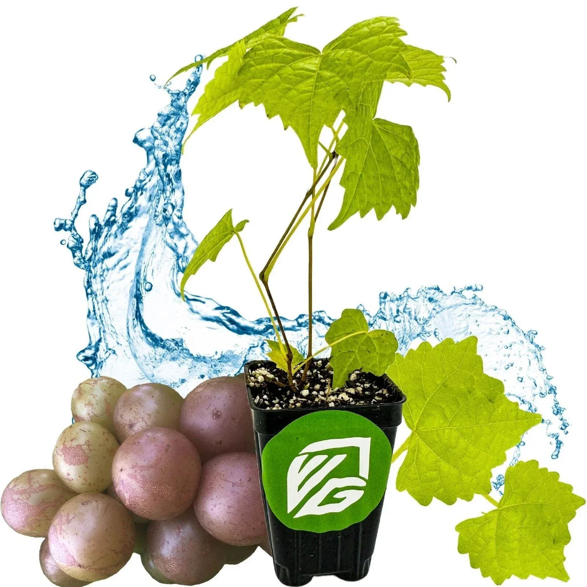 Muscadine Grape Vine - Carlos Variety - Vitis rotundifolia - Premium Potted Plant for Home Garden