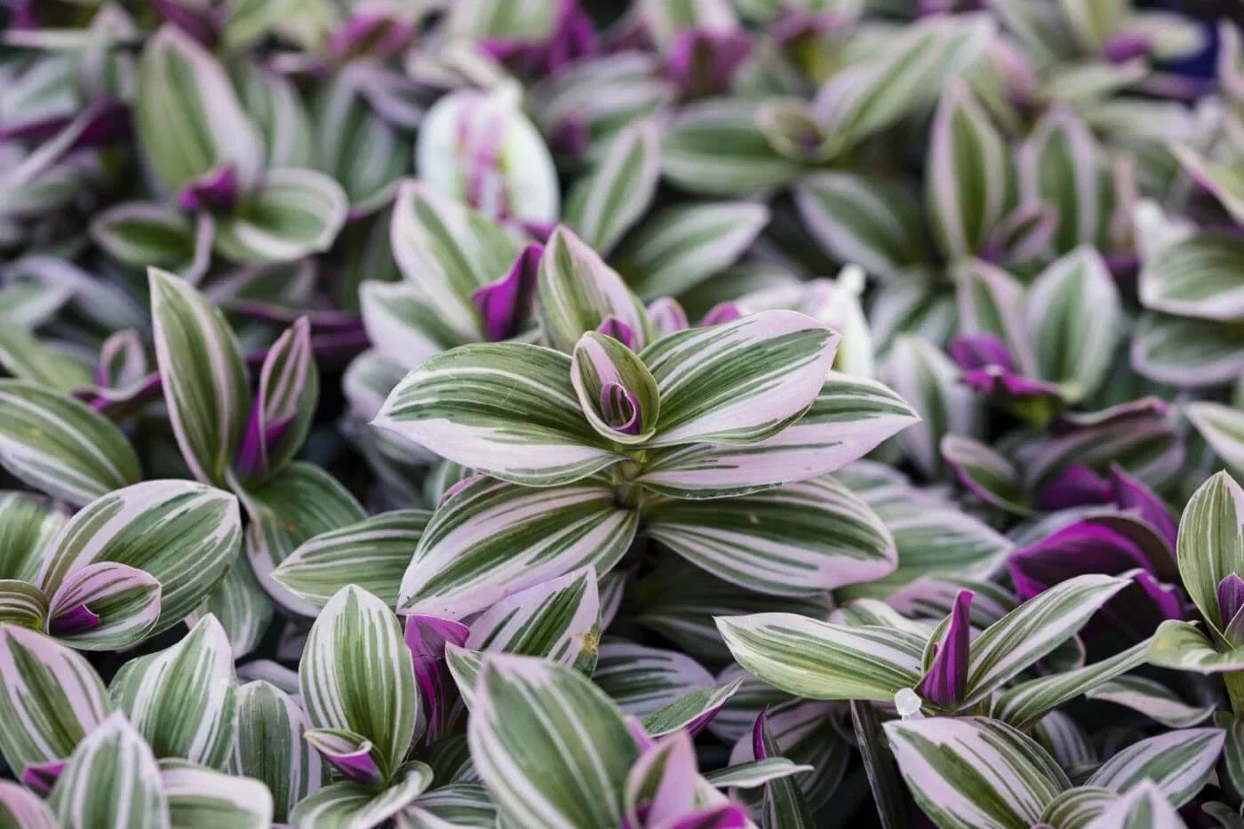 Pink Wandering Jew Cuttings 6'' Tradescantia Nanouk - Vibrant Pink & Green Indoor Houseplant for Easy Care & Propagation