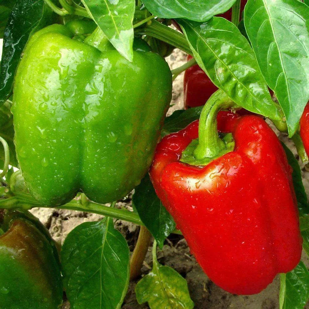 California Wonder Bell Pepper Seeds 50+ Non-GMO Sweet Vegetable Seeds Capsicum annuum for Home Gardening