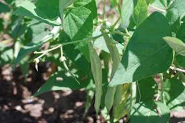 Black Turtle Pole Bean Seeds - Heirloom, 20+ Seeds, Phaseolus vulgaris - Great for Vertical Gardening and Cooking