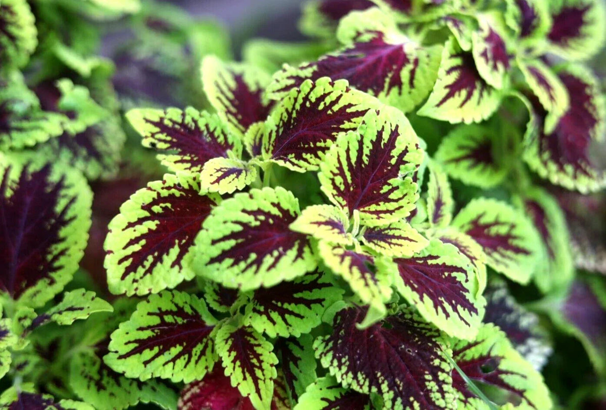 Coleus Cuttings 10 Pack - Variegated Tropical Plants for Easy Rooting - Plectranthus scutellarioides - Ideal for Partial Shade