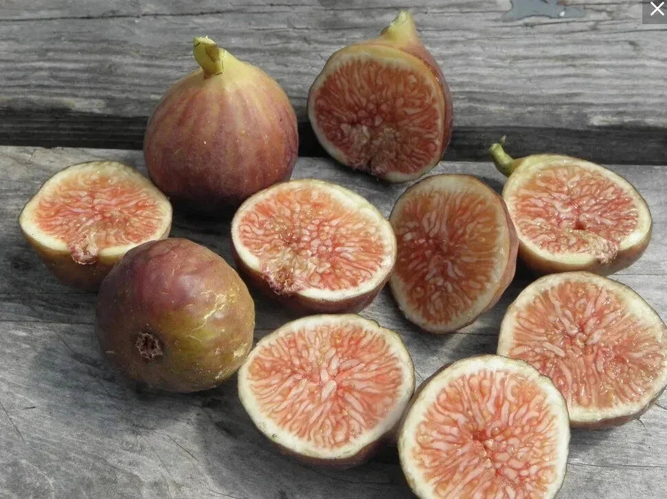 Florea Fig Seeds - 100+ Count - Ficus carica - USA Grown - Non-GMO Garden Seeds for Planting