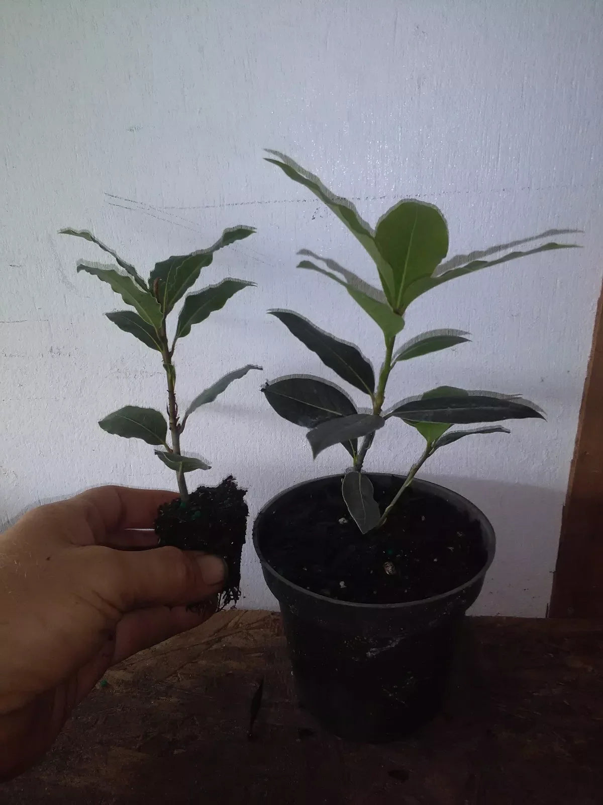 Bay Leaf Tree Live Plant 12" Laurus nobilis Aromatic Evergreen Culinary Herb
