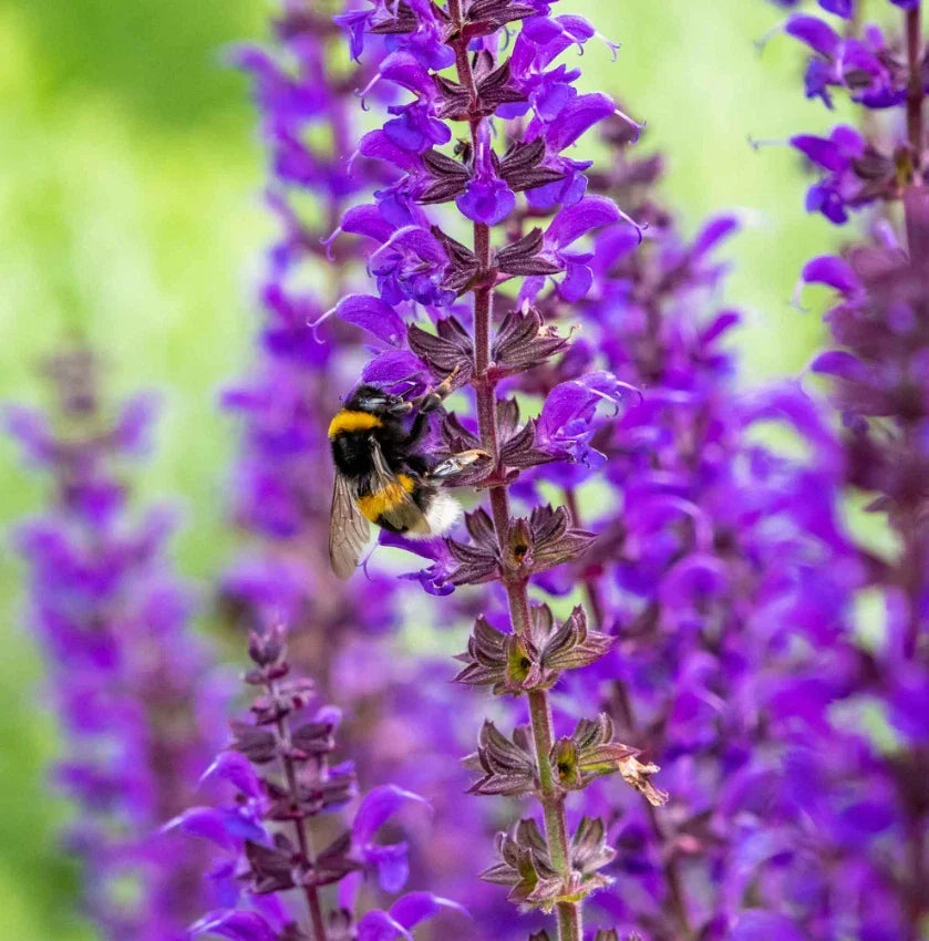 Salvia Seeds - 200+ Blue Purple Meadow Sage - Attracts Bees & Hummingbirds - Salvia nemorosa - Perennial Flowering Plant