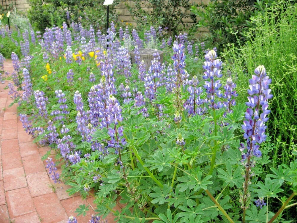 Blue Lupine Seeds - 125+ Pack - Native Wildflower Annual for Garden & Containers - Lupinus perennis - Pollinator Friendly