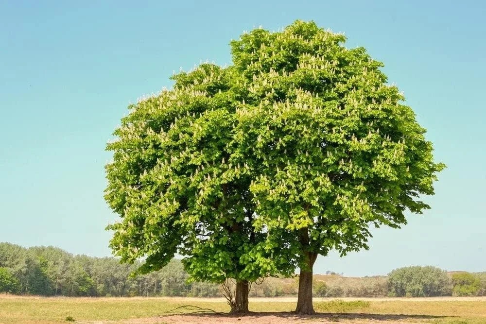 Chestnut Oak Tree Seedlings - 1 to 3 Feet - Quercus prinus - Native Hardwood for Landscaping & Reforestation