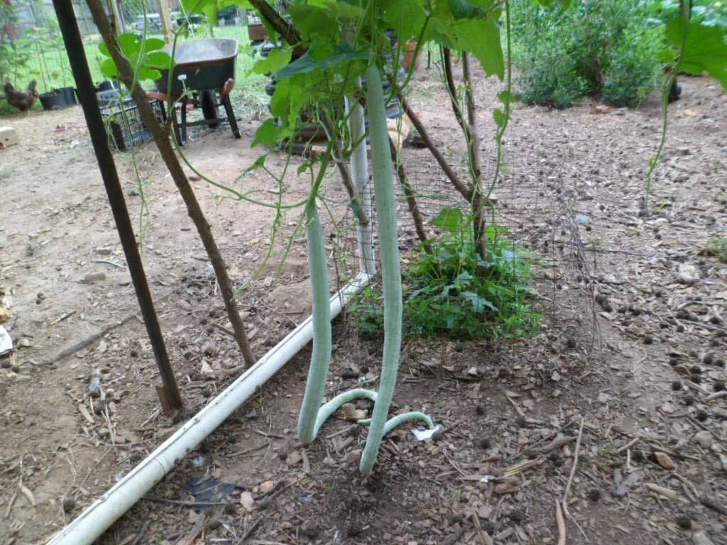 Long Snake Gourd Seeds, 10 Pack, Chichinda Variety, Cucurbita ficifolia
