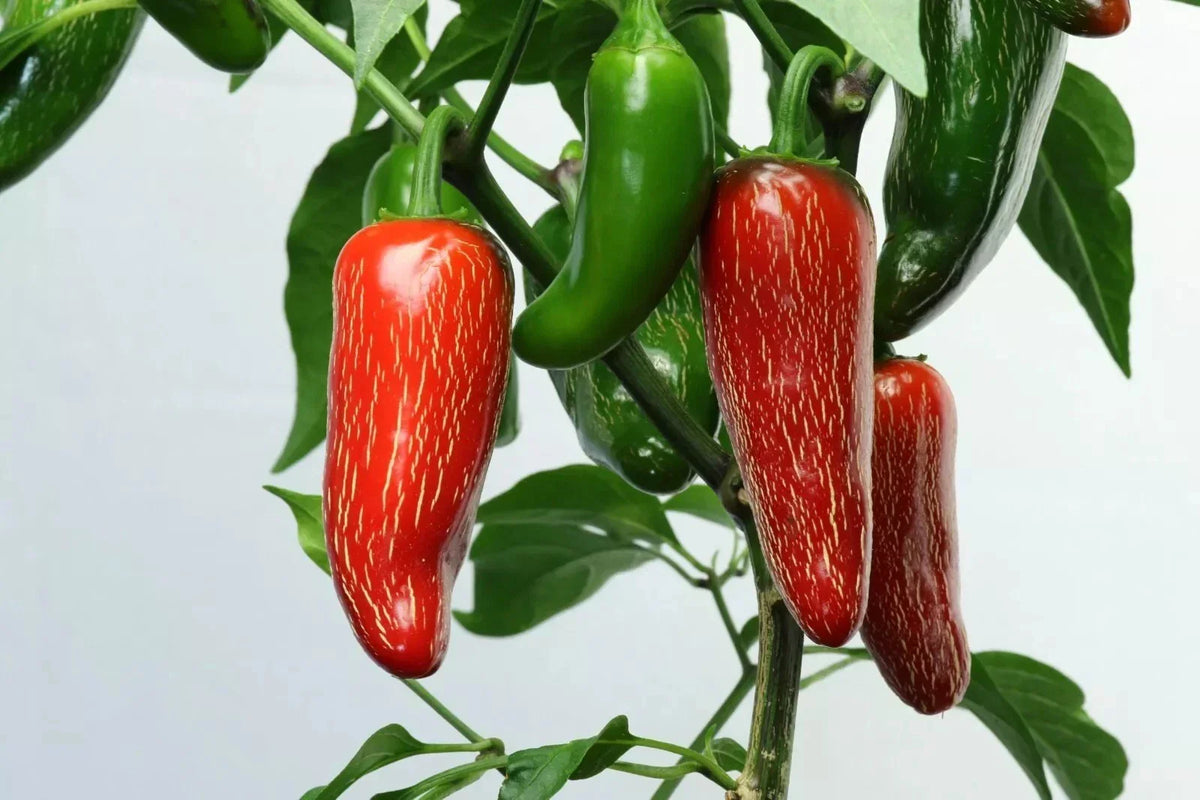 Heirloom Jalapeno Pepper Seeds - 25+ Non-GMO Capsicum annuum - Fresh, Spicy Variety for Home Gardening and Containers