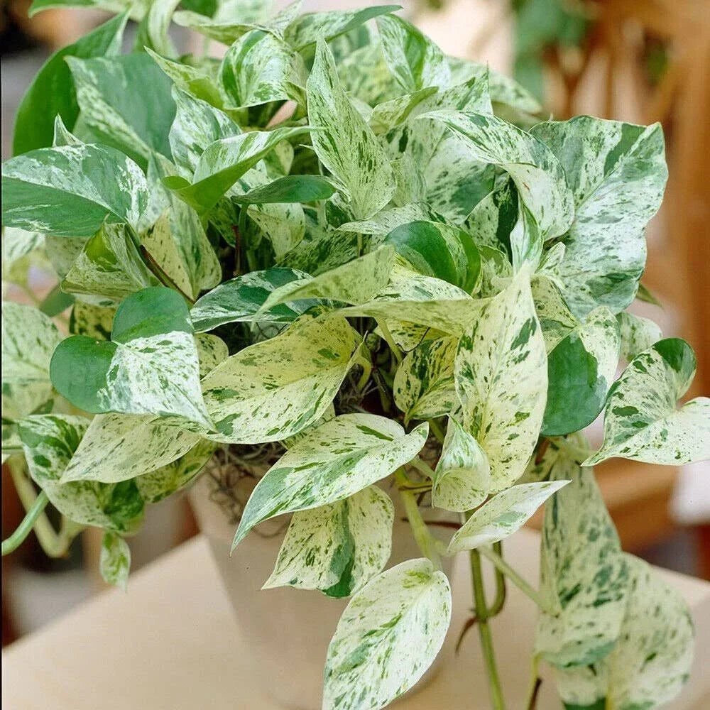 Pothos Ivy Cuttings 6 Pack Combo - Marble Queen, Brazil, N'Joy - Epipremnum aureum - Indoor Plants for Home Décor