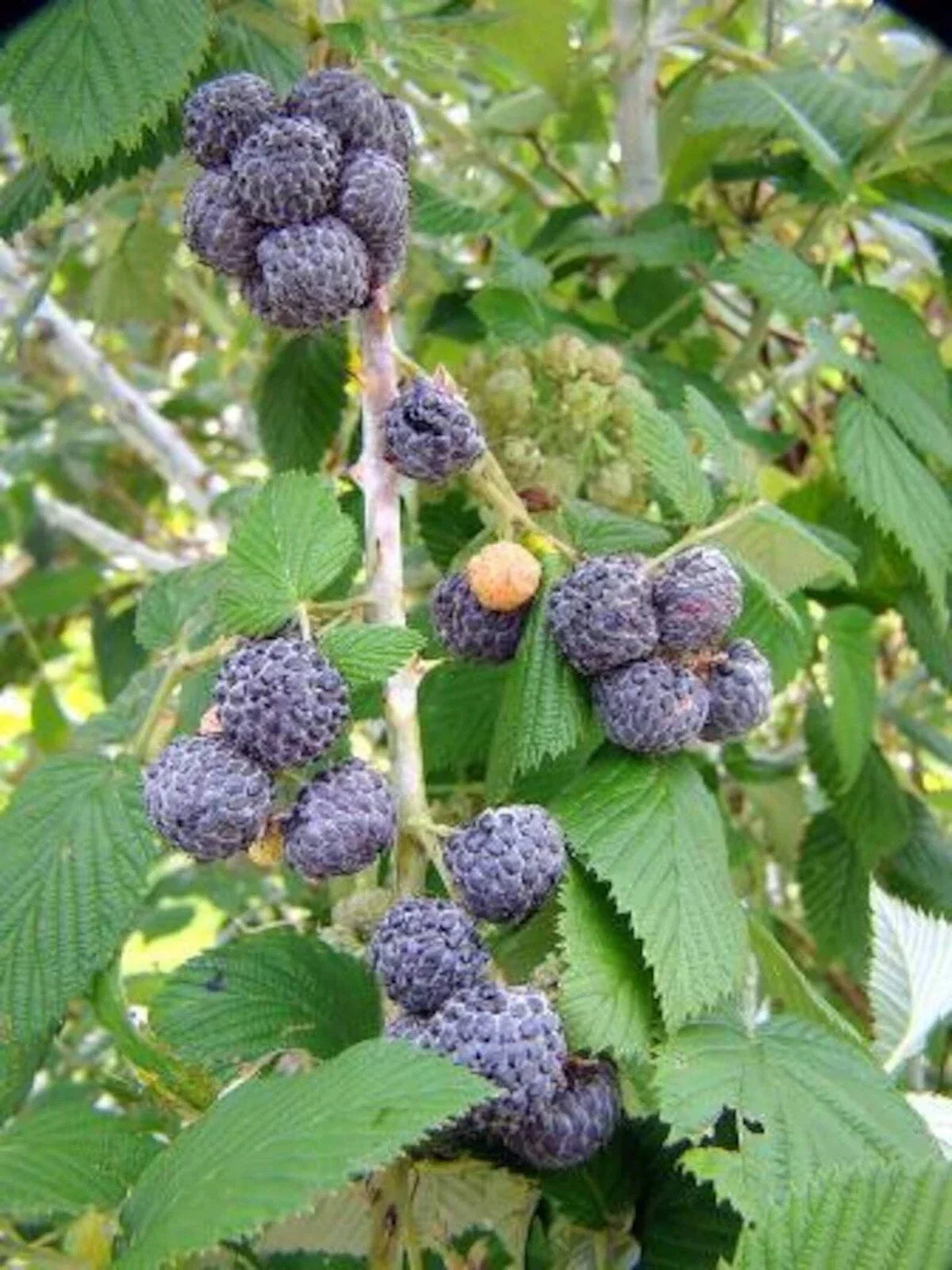 Black Raspberry Plant Starter - 3 Bare Root Mysore Rubus Niveus - Edible Fruit for USDA Zones 9-11, Year-Round Production