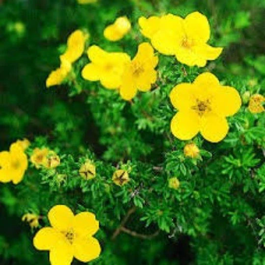 Cinquefoil Seeds 20 Seeds Yellow Flowers Potentilla recta Herb Shrub for Garden Pollinators