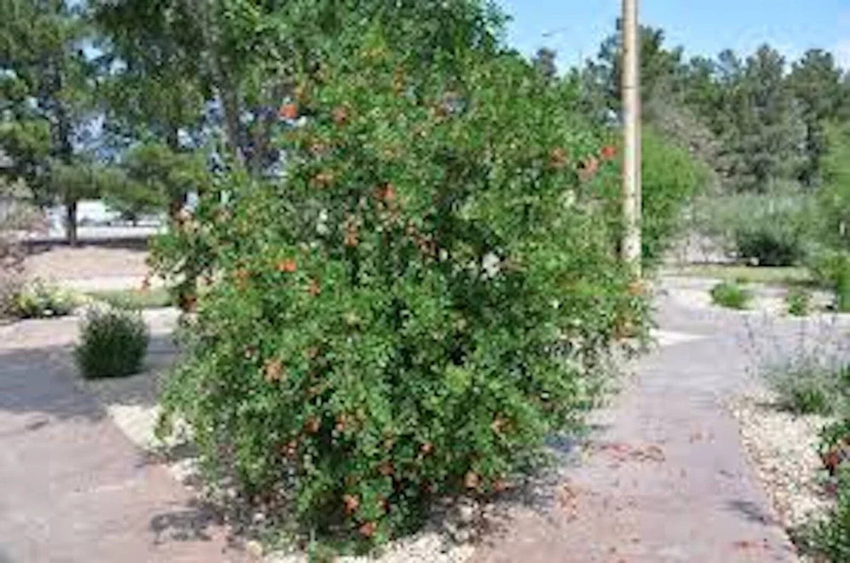 Pomegranate Trees - 5 Edible Starter Plants - Wonderful Variety - Punica granatum - Heat Tolerant, Full Sun, Fruit-Bearing
