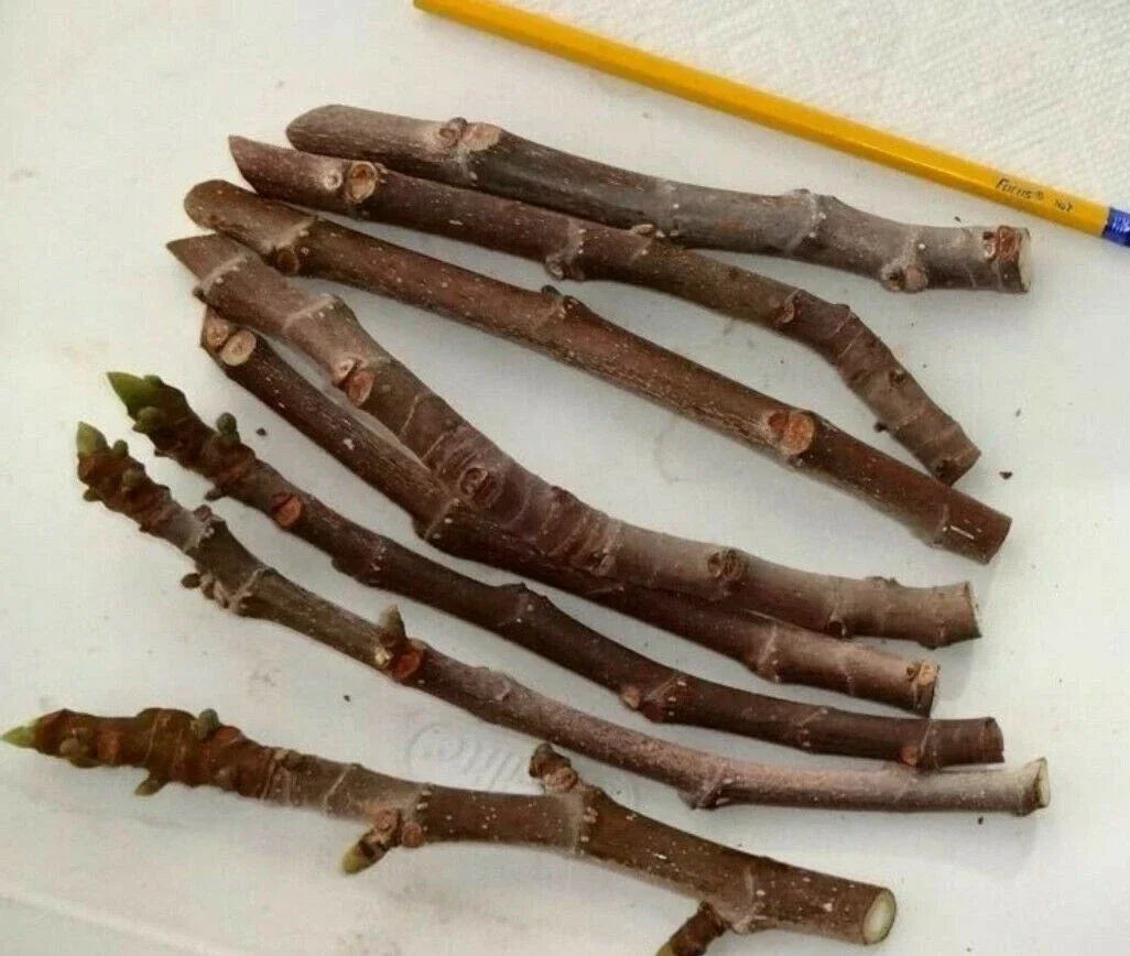 Malta Black Fig Tree Cuttings 3 Pack, Sweet Delicious Figs, Ficus carica, Cold Hardy Zone 6-11, 6 Inches Long