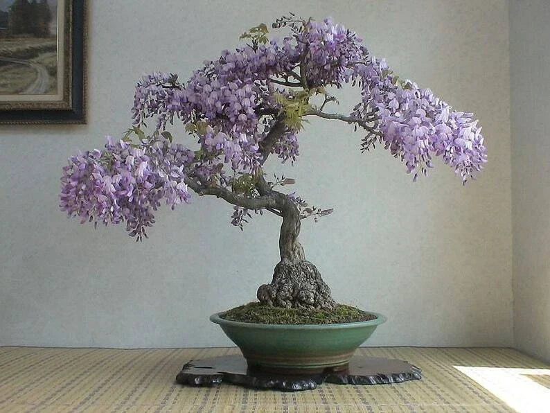 Bonsai Tree Seeds 50 Pack - Royal Empress Tree - Paulownia tomentosa - Fast-Growing Indoor/Outdoor Planting