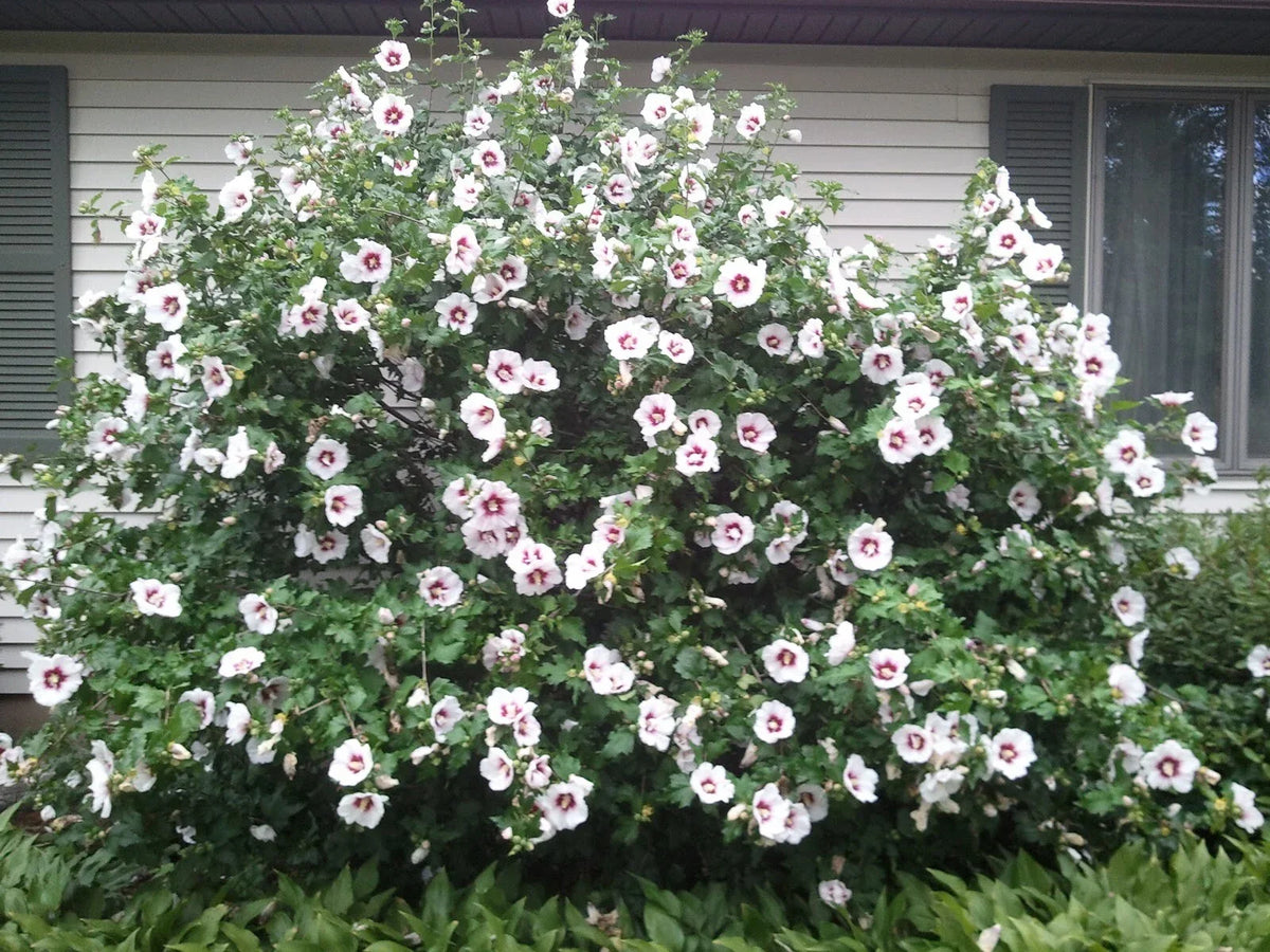 Rose of Sharon Live Plant - Well-Rooted Shrub - Hibiscus syriacus - Hardy, Drought Tolerant, Butterfly Attracting