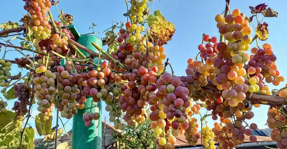 Strawberry Grapes Cuttings - 10 Ready for Rooting - Vitis vinifera x Fragaria x ananassa - Sweet Juicy Grapes for Home Garden