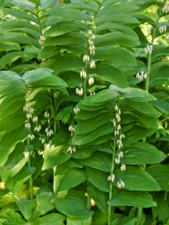 True Solomon Seal Plant 8 Pack, Polygonatum biflorum, Perennial Shade Ground Cover, Native Wildflower, Low Maintenance