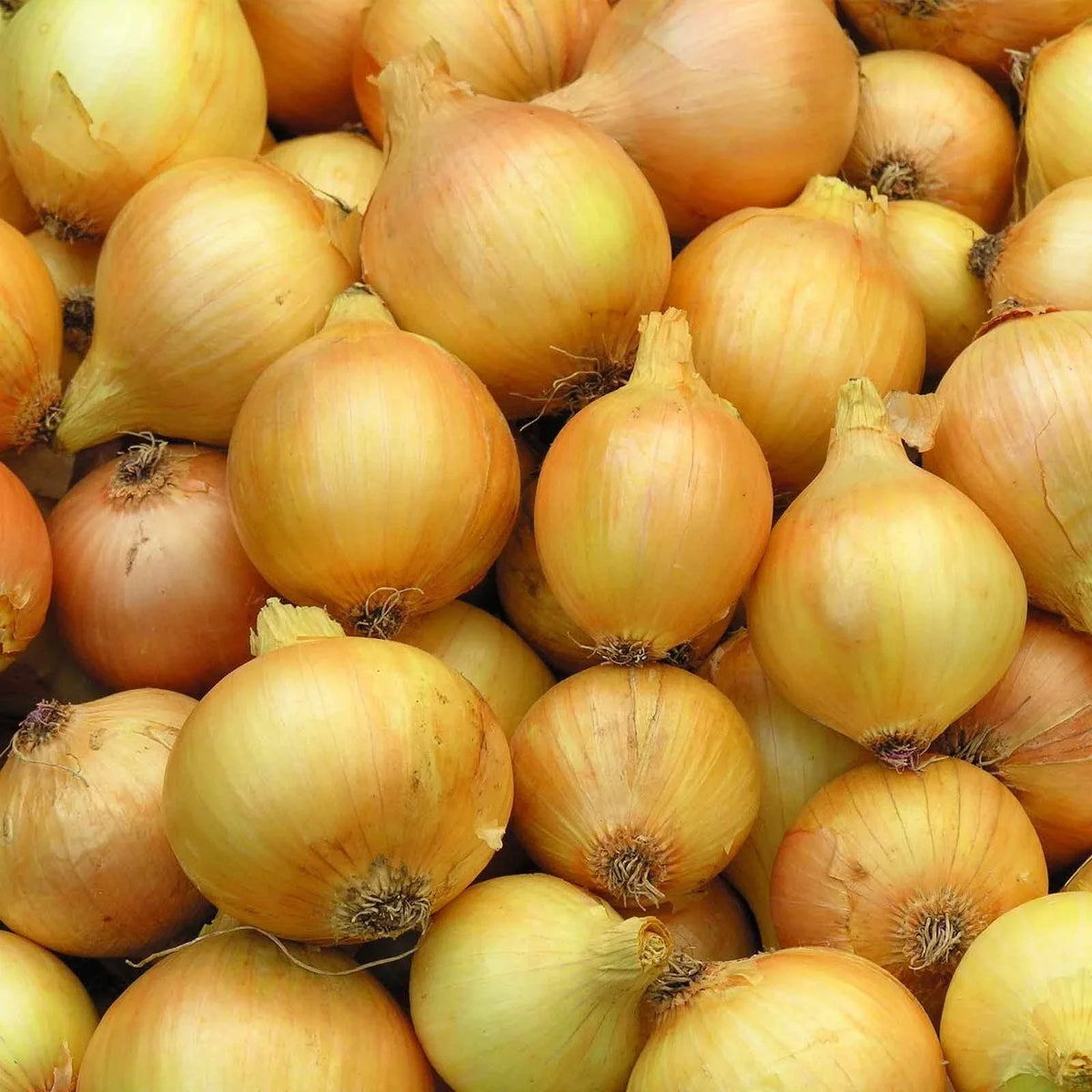 Yellow Sweet Onion Seeds - Heirloom Non-GMO - Allium cepa - Organic Gardening for Home Planting - 200 Seeds