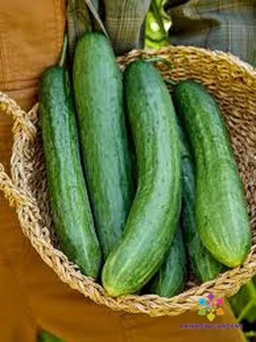 Sweet Success Cucumber Seeds - 25 Count - Heirloom Cucumis sativus - Non-GMO for Garden Planting, USA