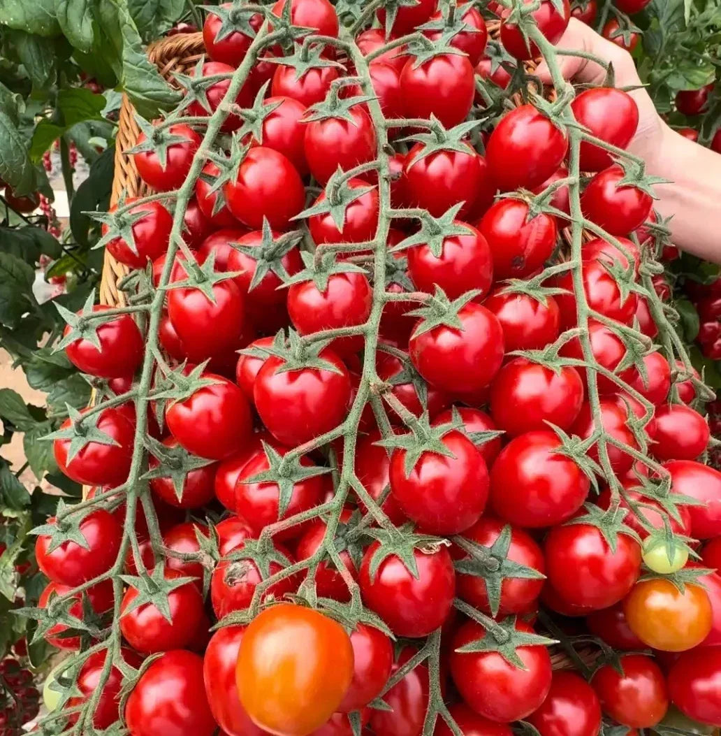 Waterfall Tomato Seeds - 10+ Organic Heirloom - Sweet High Yield - Solanum lycopersicum - Rare Variety for Gardeners