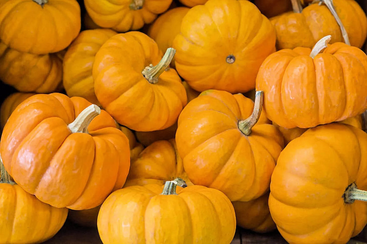 Jack Be Little Pumpkin Seeds - Miniature Variety - Cucurbita pepo - Pack of 20 Non-GMO Seeds for Small Gardens & Containers