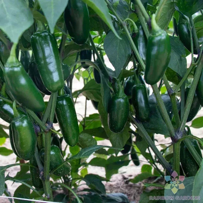 Capitan F1 Hot Pepper Seeds - 25+ Count - Capsicum annuum - Non-GMO - Ideal for Garden Planting - Spicy Flavor
