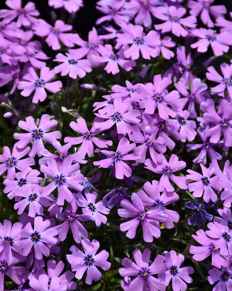 Purple Beauty Moss Phlox Seeds - 100+ Pack - Phlox subulata - Perennial Ground Cover - Non-GMO - USA