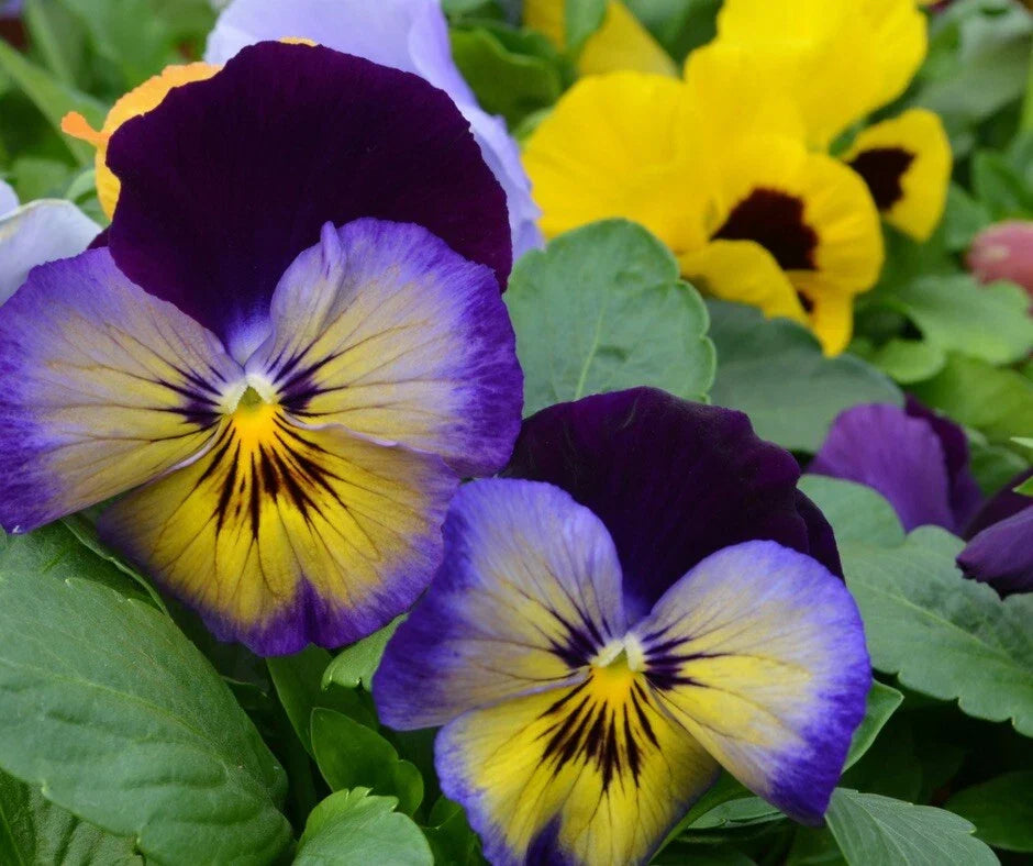 Cool Wave Pansy Seeds - 20 Pack, Vibrant Mix for Planting - Viola x wittrockiana, Cold-Tolerant, Non-GMO, Easy to Grow