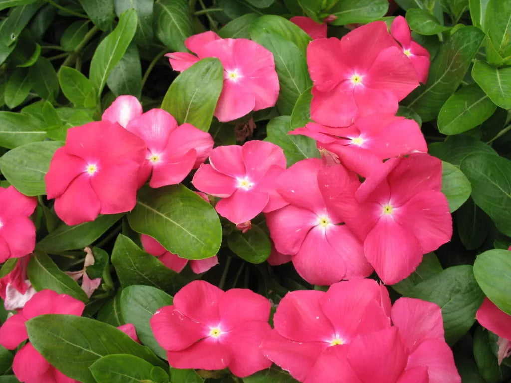 Vinca Seeds 100 Pack - Sunsplash Cherry GL - Catharanthus roseus - Low Maintenance, Drought-Tolerant, Bright Red Flowers
