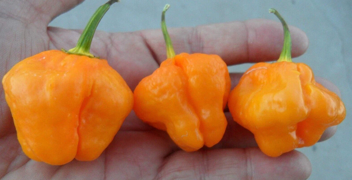 Yellow MOA Scotch Bonnet Pepper Seeds - 20 Premium Seeds - Capsicum chinense - Super Hot, Fruity Flavor, Non-GMO