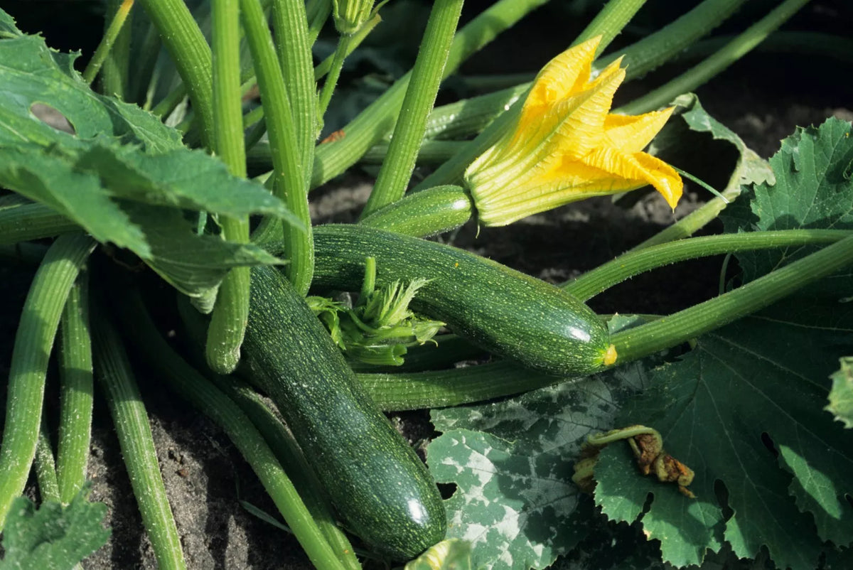Black Beauty Zucchini Seeds - Non-GMO Summer Squash, Heirloom Variety, Cucurbita pepo, Organic Gardening Supplies