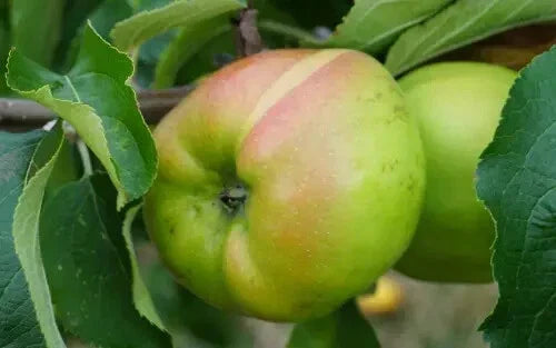 Lady Henniker Apple Seeds - 25+ Pack - Malus domestica - Heirloom Variety for Home Gardening - USA Grown, Non-GMO
