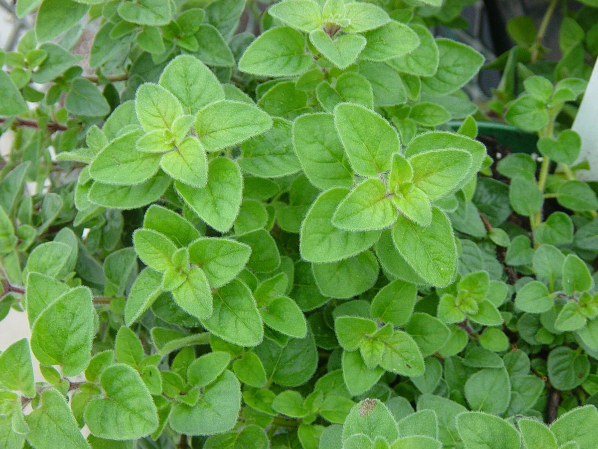 Italian Oregano Seeds 500+ Count - Origanum vulgare subsp. hirtum - Non-GMO Culinary Herb Seeds for Cooking and Gardening