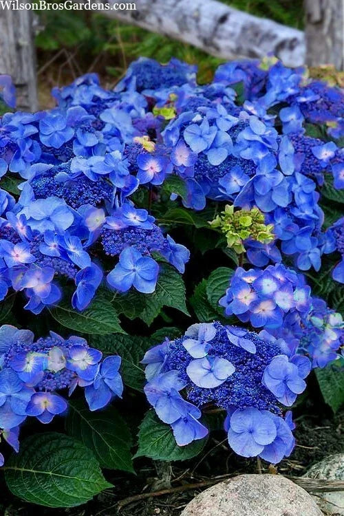 Pop Star Hydrangea 6-Pack Rooted Cuttings - Beginner Friendly - Hydrangea macrophylla - Vibrant Blooms for Garden and Landscape
