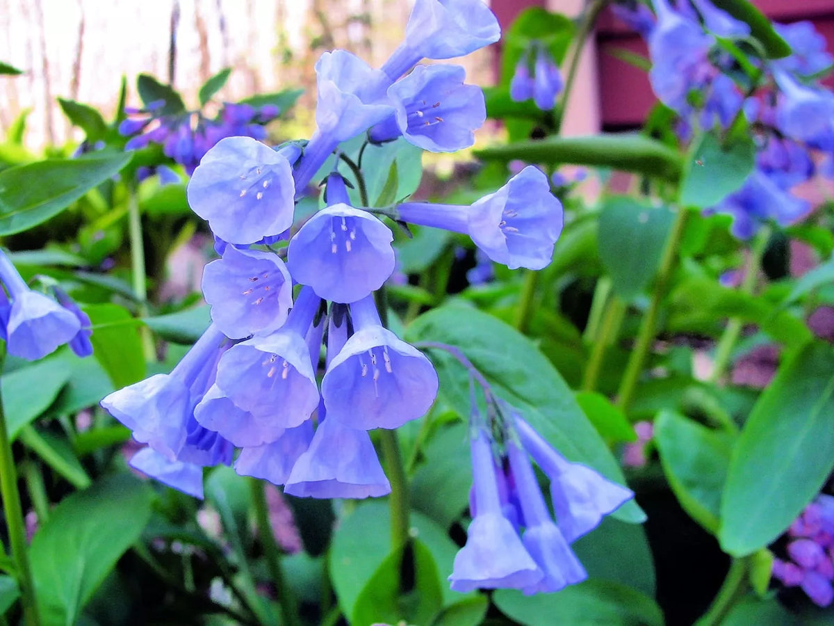Virginia Bluebells Seeds - 10 Seeds - Mertensia virginica - Native Perennial Wildflowers for Shaded Gardens