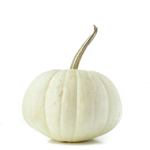 White Ghost Pumpkin Seeds - 25 Count - Cucurbita pepo - Non-GMO, USA Grown for Garden Planting and Fall Decor